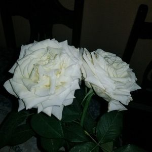 Meet your Posher, Biba